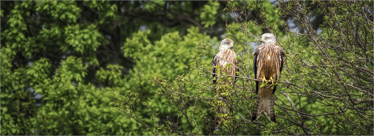 Two Red Kites
Scored 16 (pdi), "flora and fauna" category.
Pentax K-5IIs. 500mm, f/6.3, 1/1600sec, ISO 1600.
