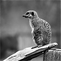 2019-03_Meercat_print_19.jpg