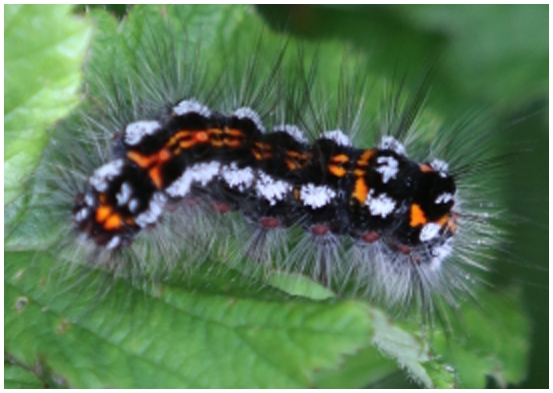 Brown tailed moth caterpillar hairs are very toxic, Beware
