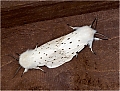 Brown_Tailed_Moths.JPG