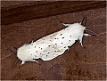 Filename=Brown_Tailed_Moths.JPG
Filesize=655KiB
Dimensions=1024x779
Date added=Mar 06, 2020 Brown_Tailed_Moths.JPG