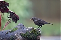 Male_Blackbird.jpg