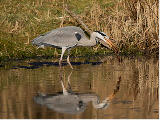 Gray_Heron_with_Frog_Haydn_Thomas_DPAGB_EFIAP~0.jpg