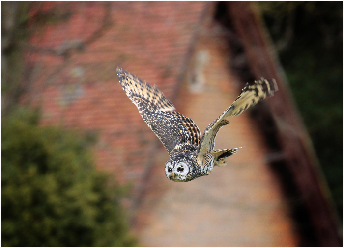 American_Ringed_Owl-Haydn_Thomas_DPAGB_EFIAP.jpg