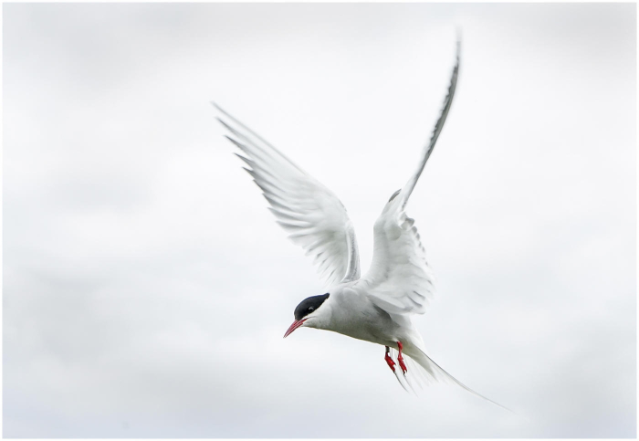 Artic_Terns-2_A3.jpg