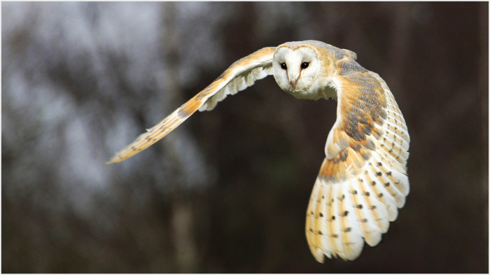 Barn_Owl_in_flight-Haydn_Thomas_DPAGB_EFIAP-Afan_Nedd_CC.jpg