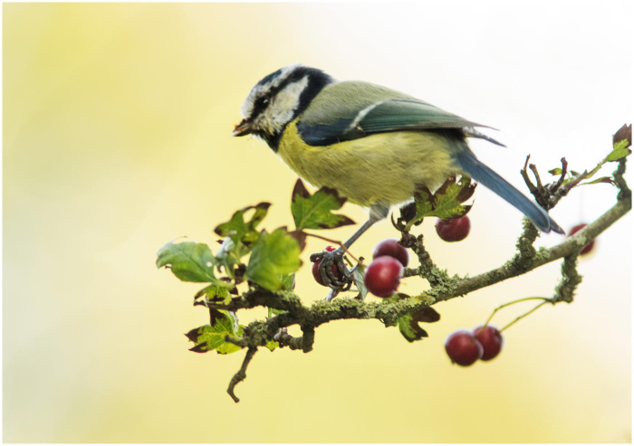 Blue_Tit-Haydn_Thomas_DPAGB_EFIAP.jpg