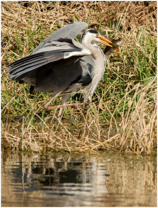 Grey_Heron_Ardea_cinerea__with_Catch-0068-Haydn_Thomas_DPAGB_EFIAP.jpg