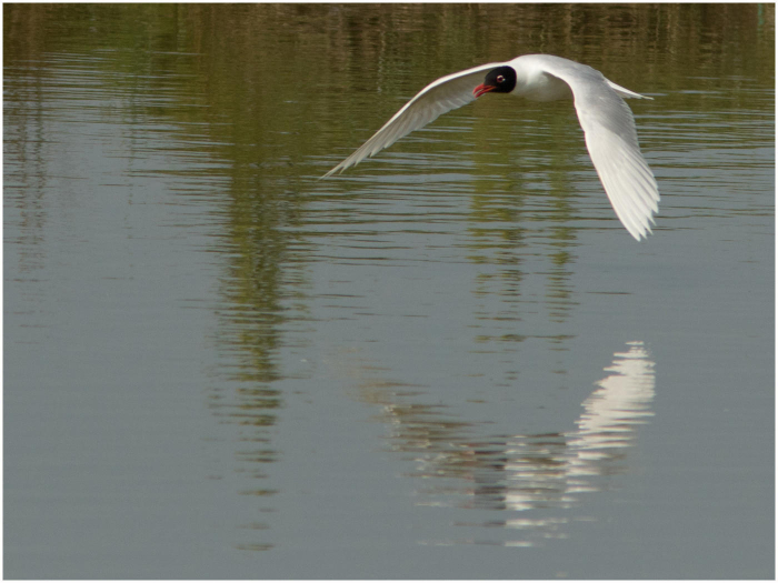 Gull_in_flight-Haydn_Thomas_DPAGB_EFIAP~0.jpg