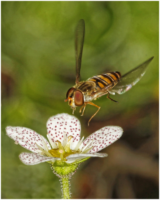 Hoverfly-Haydn_Thomas_DPAGB_EFIAP_.jpg