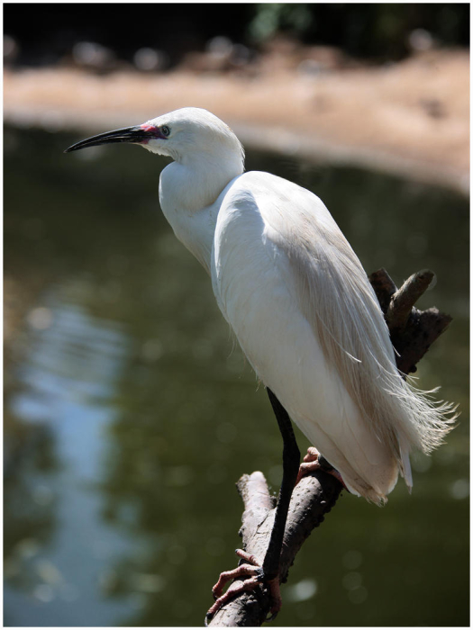 Little_Egret_Egretta_garzetta_-Haydn_Thomas_DPAGB_EFIAP~0.jpg