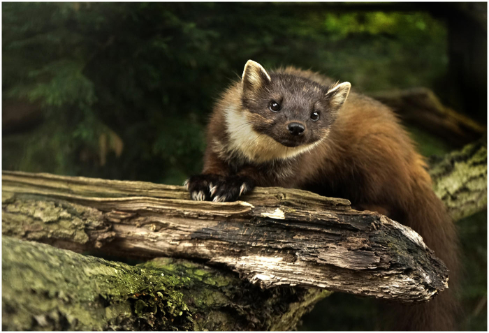 Pine_Marten_~0.jpg