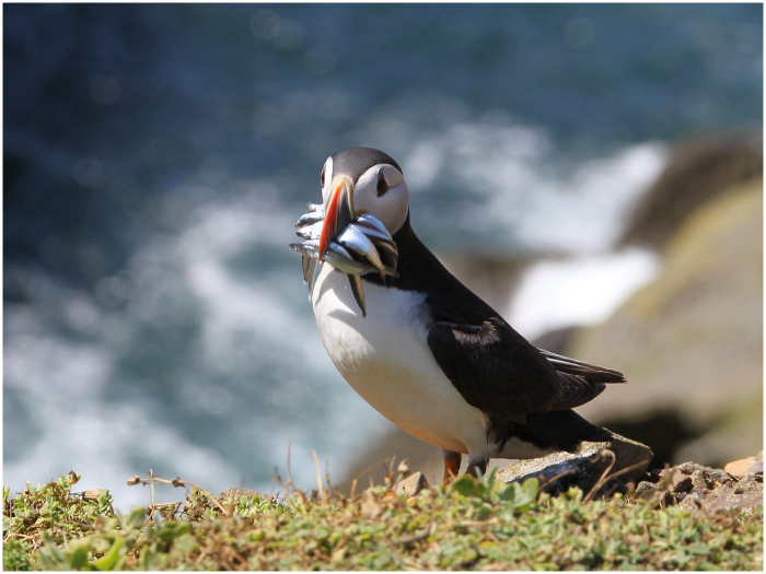 Puffins_with_catch-Haydn_Thomas_DPAGB_EFIAP~0.jpg