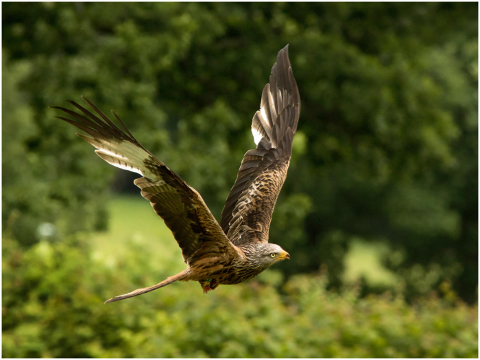 Keywords: Birds Birds of Pray Natural History Rapters Red Kites