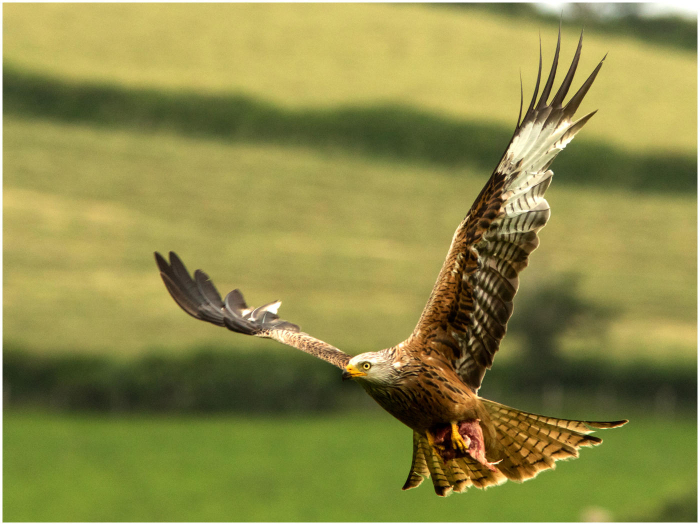 Keywords: Birds Birds of Pray Natural History Rapters Red Kites