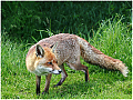 Fox_Vulpas_vulpas_NPS_11_Comp_5.jpg