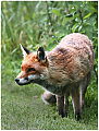 Fox_on_the_hunt.jpg