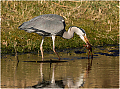 Gray_Heron_with_Frog_Haydn_Thomas_DPAGB_EFIAP.jpeg