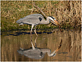 Gray_Heron_with_Frog_Haydn_Thomas_DPAGB_EFIAP.jpg