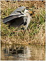 Grey_Heron_Ardea_cinerea__with_Catch-0068-Haydn_Thomas_DPAGB_EFIAP.jpg