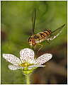 Hoverfly-Haydn_Thomas_DPAGB_EFIAP_.jpg