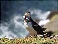 Puffins_with_catch-Haydn_Thomas_DPAGB_EFIAP.jpg