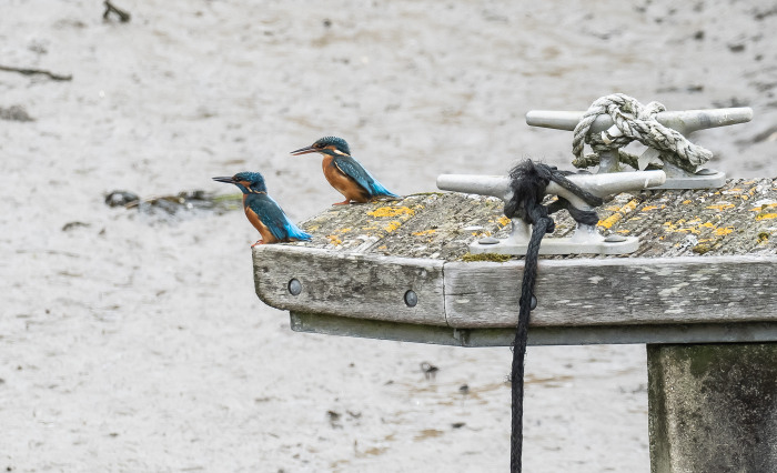Kingfishers at Burry Port Harbour
