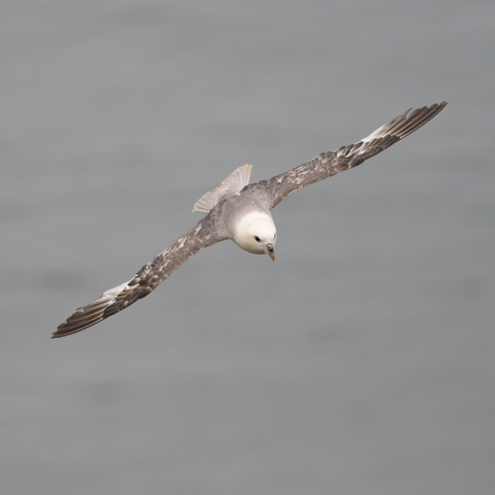 Fulmar Bempton Cliffs
