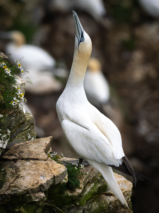 Do you think it will rain?
Gannet at Bempton Cliffs
