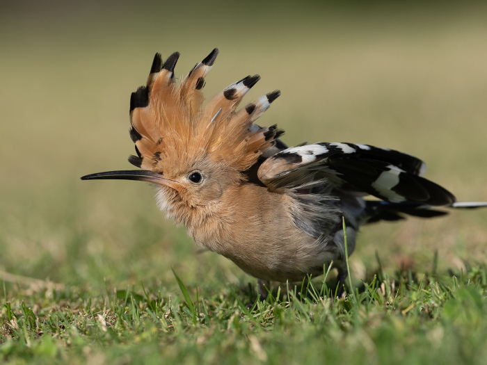 Shake it off!
Hoopoe, Swansea Bay

