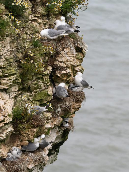 Kittiwake colony Bempton Cliffs
