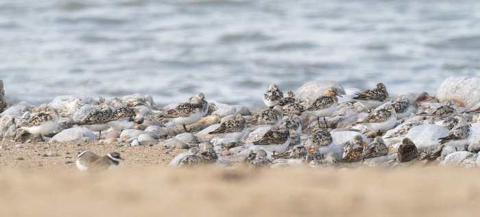 Keeping watch
Sanderling at Sker Point

