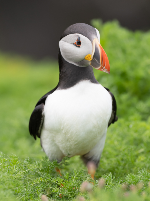 Puffin Portrait
