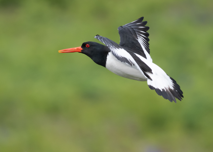 Oystercatcher Skomer
