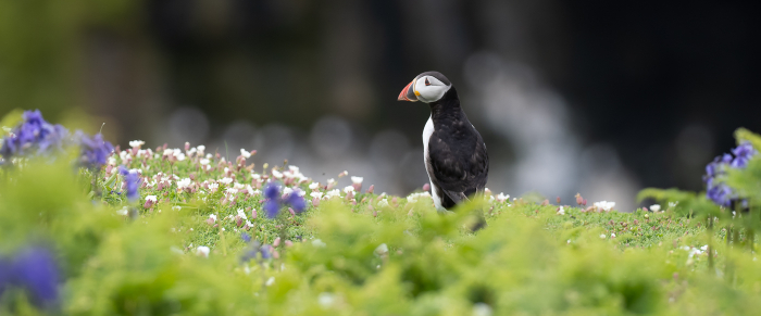Puffin and Bluebells
